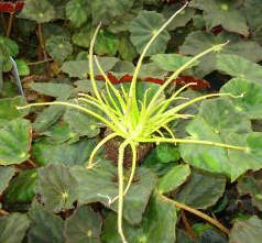 Pinguicula medusina